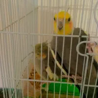 عروس هلندی نروماده اماده
