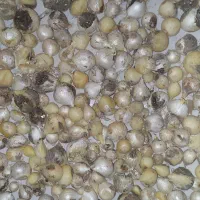 موسیر کوهی فندقی و گردویی و درشت تر
