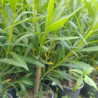 پاپیتال پاکتی ، خرزهره سطل سه و نیم|خدمات باغبانی و درختکاری|چابکسر, |دیوار