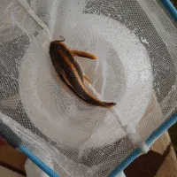 ۶ ماهی آکواریومی کت رافائل گورامی دالر خالدار جوئل