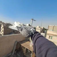 کفتر/|پرنده|ری, سیزده آبان|دیوار
