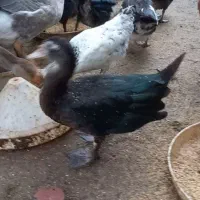 فروش تعدادی اردک اسرائیلی و غاز|حیوانات مزرعه|کلاچای, |دیوار