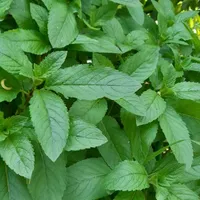 نعناع محلی،تخم مرغ محلی، خالیواش