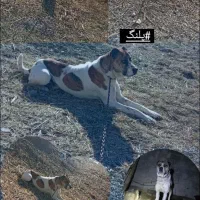 پلنگ ۳ساله گوسفندی