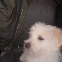 سگ شیتزو تریر نر ۴ماهه