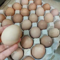 فروش تخم مرغ محلی پروش خانگی