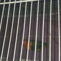 کوتوله پاربلو|پرنده|مشهد, امیر|دیوار