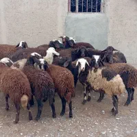 بره ماده شیشک|حیوانات مزرعه|بروجرد, |دیوار