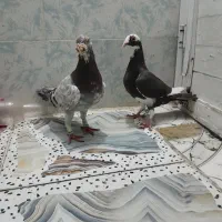 جفت دورگ واسکندرون درجه یک