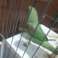 یک جفت شاه طوطی نر و ماده