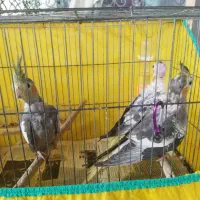 3عدد عروس هلندی سالم و سخنگو و رام همراه باوسایل