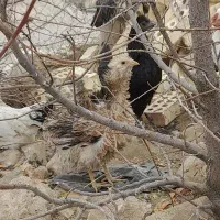 مرغ و خروس گلین بومی جوان|حیوانات مزرعه|لردگان, |دیوار