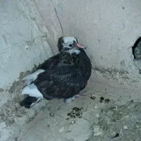 جوجه جیر