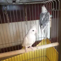 عروس هلندی آلبینو