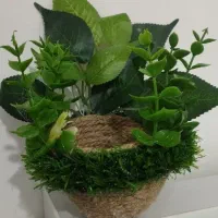 سهره|پرنده|ایلام, |دیوار
