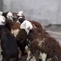 بره قوچهای پلنگی ،کله سفید