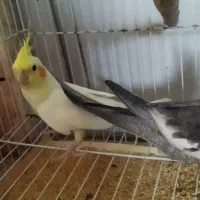 عروس هلندی دو سه ماهه
