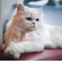 گربه گمشده پرشین کت