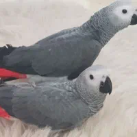 جوجه کاسکوهای سرلاکی