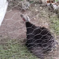 جوجه بوقلمون با مادر