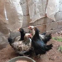 مرغ و خروس نیمچه