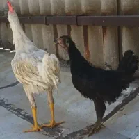 مرغ‌و‌خروس‌جوان‌‌‌به‌صورت‌جفتی‌به‌فروش‌میرسد