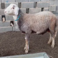 بره قوچی|حیوانات مزرعه|انبارآلوم, |دیوار