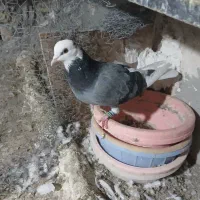 فروش کبوتر همه پرشی|پرنده|سراب, |دیوار