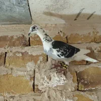 کویتی سیاه|پرنده|تربت‌حیدریه, پائین ولایت|دیوار