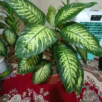 گل دیفن باخیا شاد سرحال|گل و گیاه طبیعی|سراجو, |دیوار