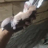 کبوترگرفتنی|پرنده|قم, نیروگاه|دیوار