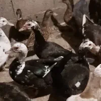 اردک اسراییلی ،جوجه|حیوانات مزرعه|رشت, پل تالشان|دیوار