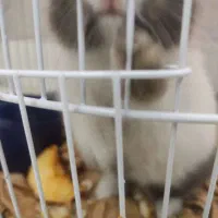 معاوضه خرگوش مینیاتوری تپل وناز یا تخفیف نقدی|موش و خرگوش|ارومیه, |دیوار