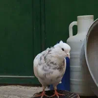 کبوتر طوق|پرنده|مریوان, |دیوار