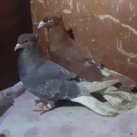 (طوقی هفترنگ دمسفید)|پرنده|مشهد, شهید بصیر|دیوار