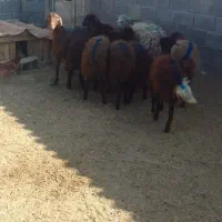 ۷راس بره ماده افشار سبک وزن ۴راس بزغاله نر|حیوانات مزرعه|رضویه, |دیوار