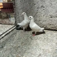 پلاکی جفتی|پرنده|مرودشت, زنگی آباد|دیوار