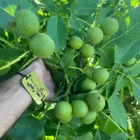 توزیع و تولید نهال گردو چندلر پیوندی