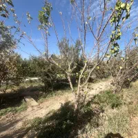 فروش باغ پونصد متری|فروش زمین و ملک کلنگی|بهارستان, |دیوار