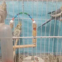 معاوضه با ویدیو|پرنده|رضویه, |دیوار