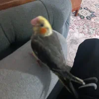 جوجه عروس
