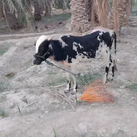گاو|حیوانات مزرعه|مهرستان, |دیوار