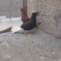 کفتر|پرنده|قائن, |دیوار