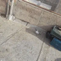 کبوتر|پرنده|شاهرود, |دیوار