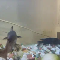 آکواریم و میز فرفوژه و ماهی|ماهی|اصفهان, امیرعرب|دیوار