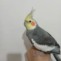 عروس هلندی نر