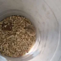 همستر|موش و خرگوش|بندرعباس, |دیوار