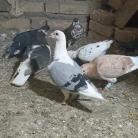 سار هفت رنگ و سار سبز .|پرنده|تایباد, |دیوار