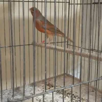 قناری دارچینی|پرنده|مبارکه, |دیوار