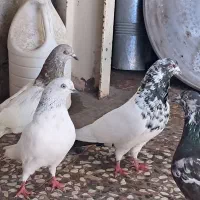 چند عدد پرشی